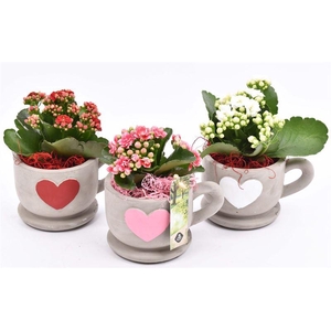 Cement kop/schotel met hart 13cm