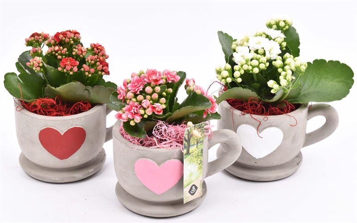 <h4>Cement kop/schotel met hart 13cm</h4>