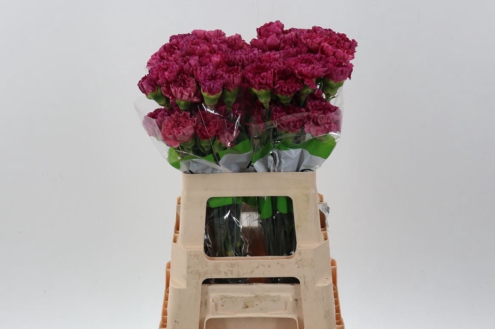 <h4>Dianthus ST 'Bernard'</h4>