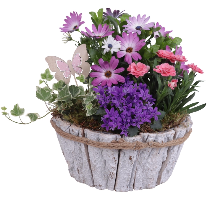 <h4>Spring Flower Arr. Outdoor Barkpot Round White Ø24cm 4PP</h4>