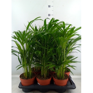 Dypsis lutescens   ...Chrysalidoca
