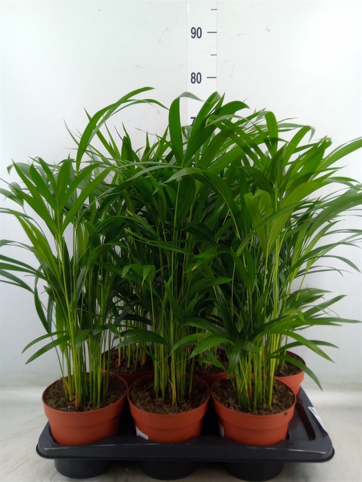 <h4>Dypsis lutescens   ...Chrysalidoca</h4>