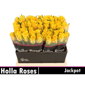 R GR JACKPOT+