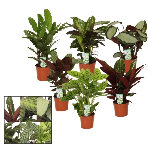 <h4>Calathea 12cm gemengd</h4>