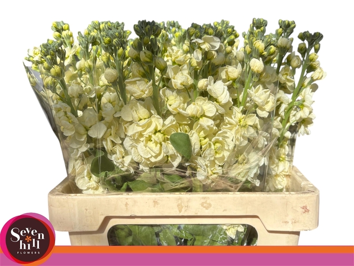 <h4>MATTH CENTUM CREAM</h4>