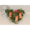 Pelargonium Calliope landscape Fire