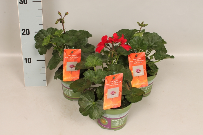 <h4>Pelargonium Calliope landscape Fire</h4>