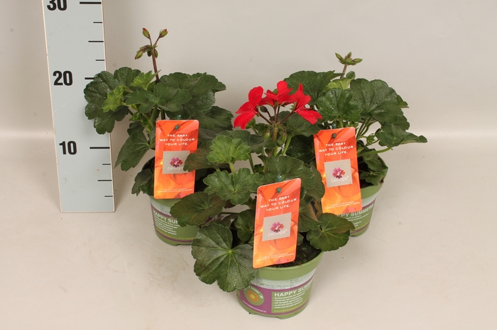 Pelargonium Calliope landscape Fire