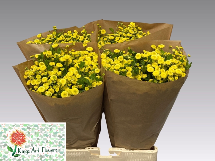 <h4>TANA PA AMAZONE</h4>