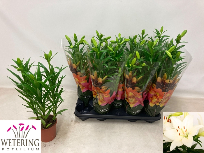 <h4>LIL LA SUMMER SNOW</h4>