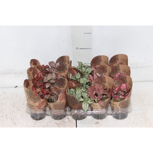 FITONIA FOLHA FINA P06