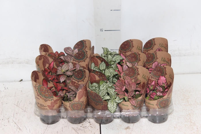 <h4>FITONIA FOLHA FINA P06</h4>