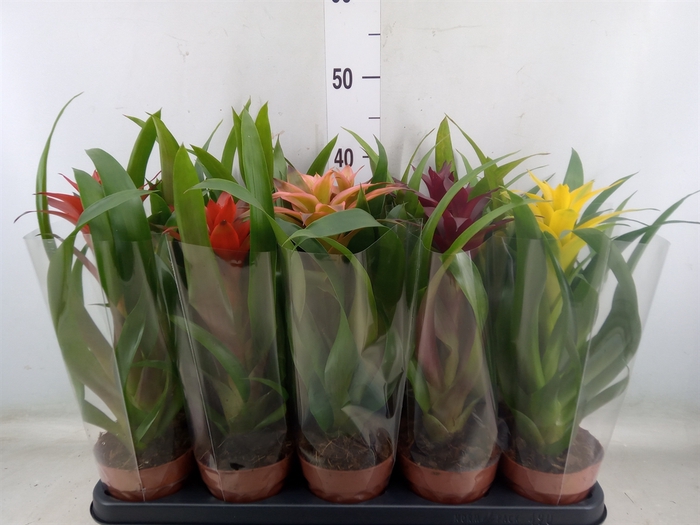 <h4>Guzmania   ...mix</h4>