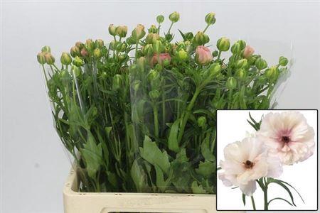 Ran Butterfl Ariadne