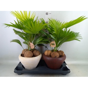 Livistona rotundifolia