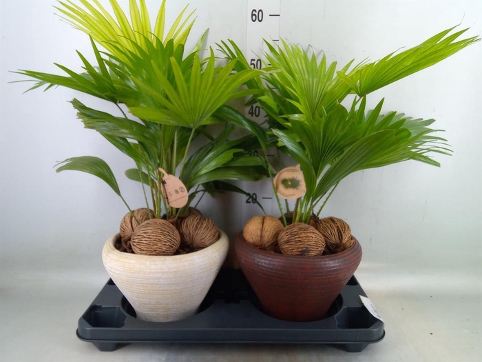 <h4>Livistona rotundifolia</h4>