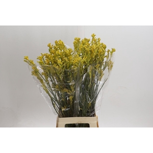 Anigozanthos Bush Gold