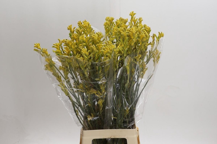 <h4>Anigozanthos Bush Gold</h4>