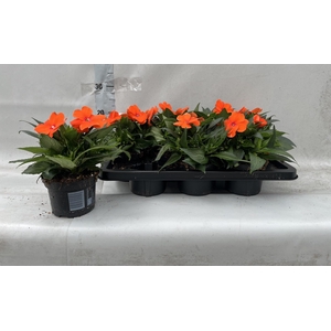 IMPAT CP BRIGHT RED