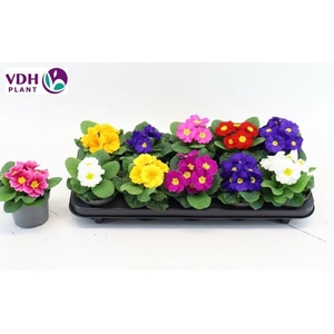 PRIM AC PARADISO GEM