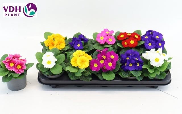 <h4>PRIM AC PARADISO GEM</h4>