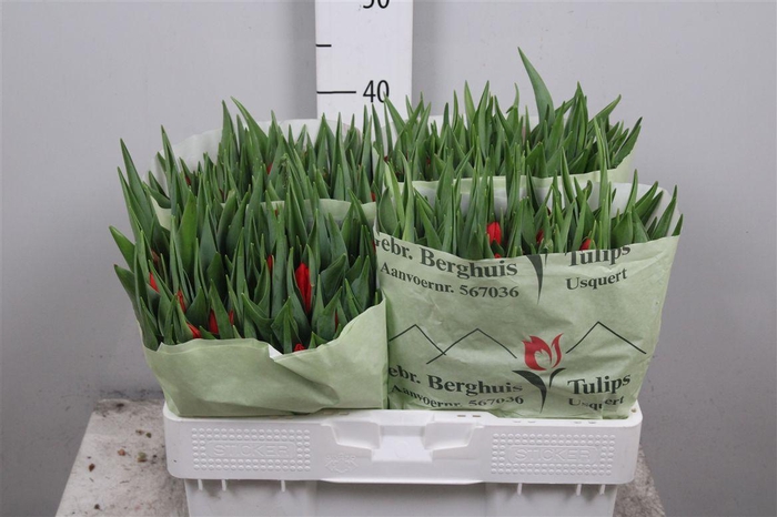 <h4>Tu En Ben Fire</h4>