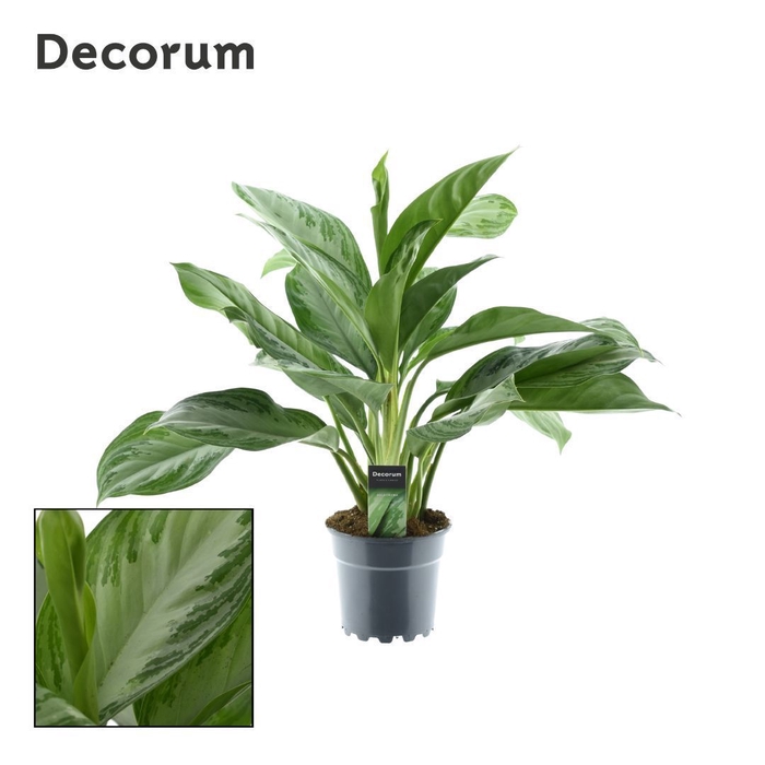 Aglaonema Silver Bay 3 stekken p.p. (Decorum)