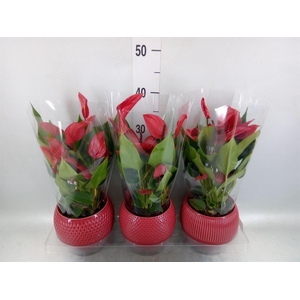 Anthurium  'Banderola Lava'