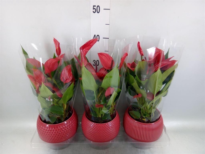 <h4>Anthurium  'Banderola Lava'</h4>