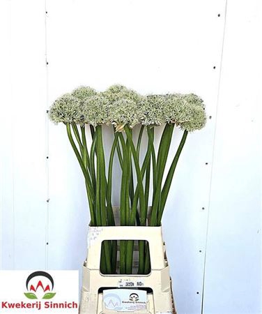 <h4>Allium Hirtifolium</h4>