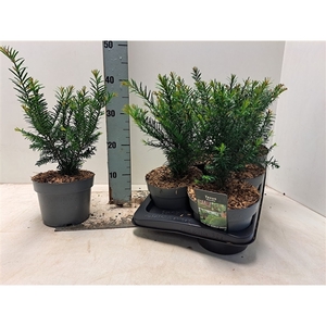 Taxus baccata - C2