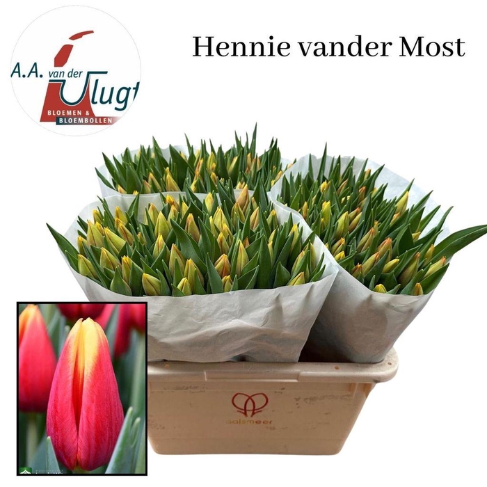 <h4>Tulipa si hennie van der most</h4>