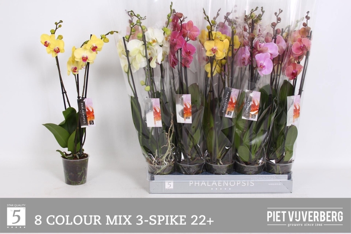 <h4>PHAL GEM 8 KL</h4>