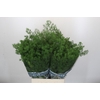 Asparagus Umbellatus