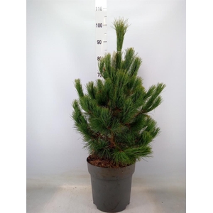Pinus peuce