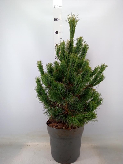 <h4>Pinus peuce</h4>