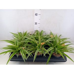 Chlorophytum com. 'Ocean'