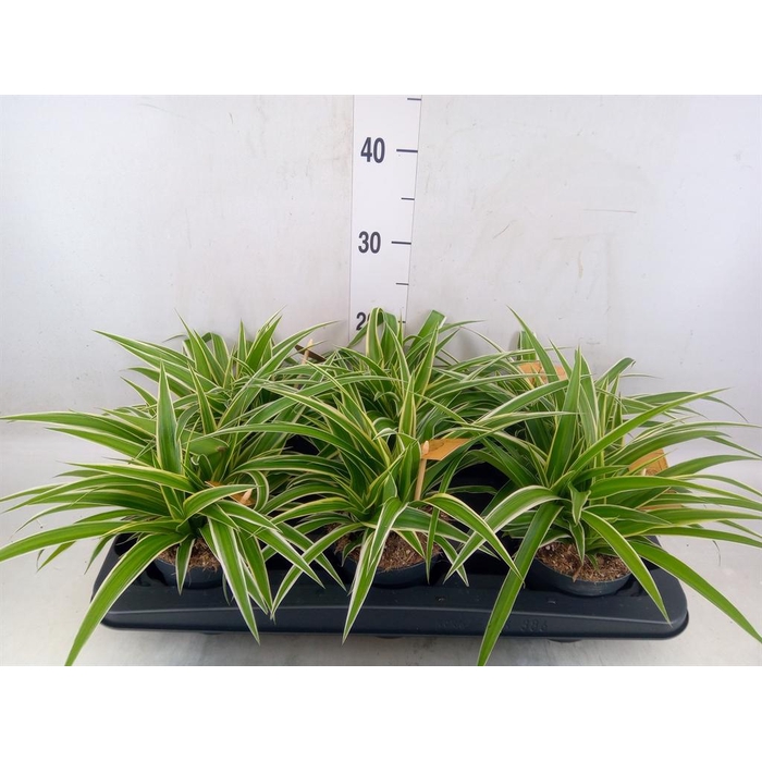 <h4>Chlorophytum com. 'Ocean'</h4>