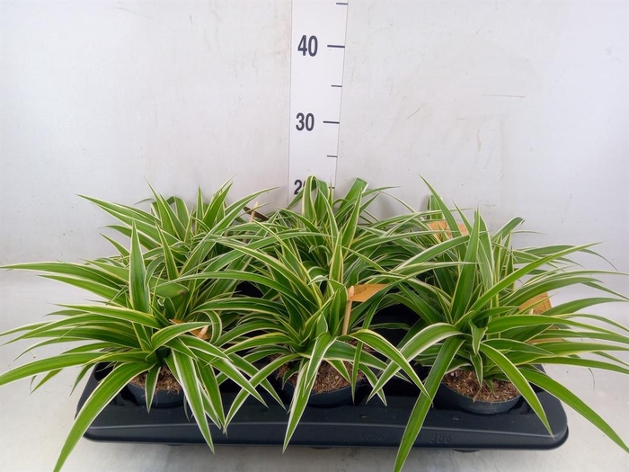 <h4>Chlorophytum com. 'Ocean'</h4>