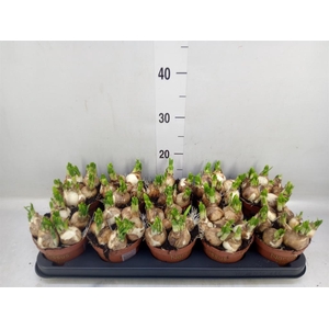 Narcissus  'Tete a tete'