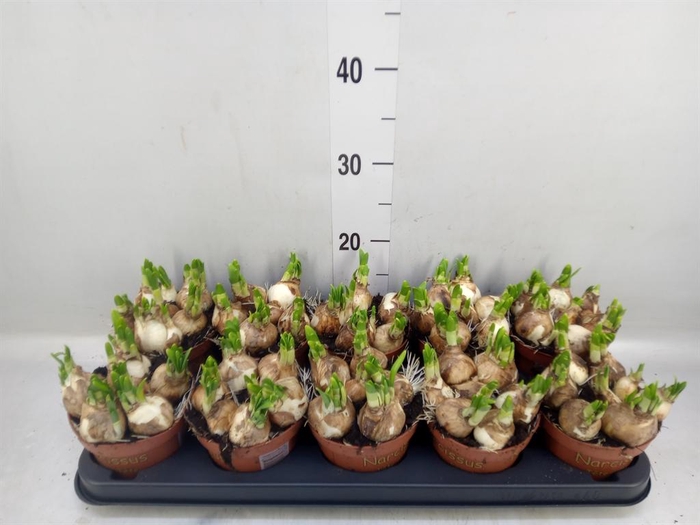 <h4>Narcissus 'Tete a tete'</h4>