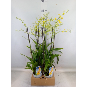 Oncidium   ...