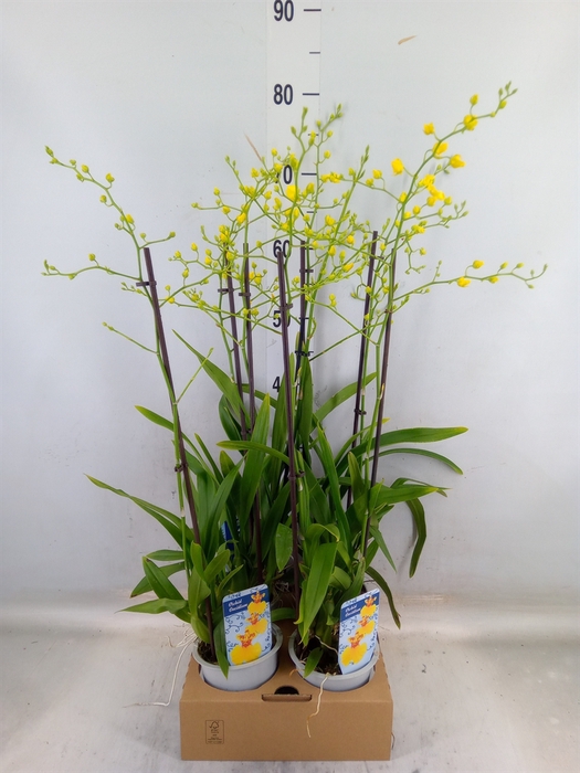 <h4>Oncidium   ...</h4>