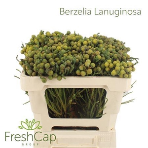Berzelia Lanuginosa Young