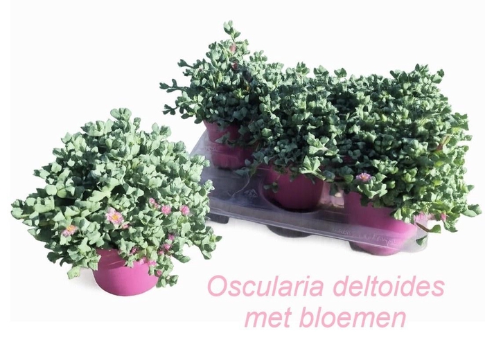 <h4>LAMPRANTHUS ROSEUS</h4>