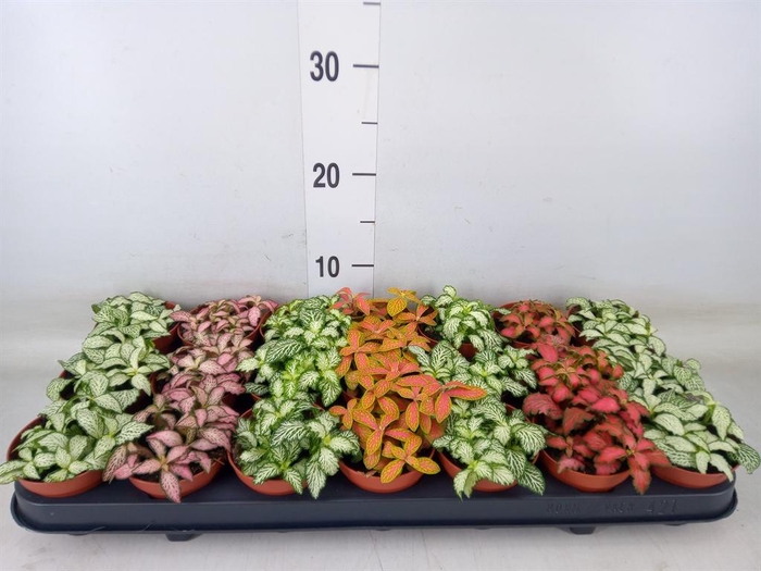 <h4>Fittonia   ...mix 7</h4>