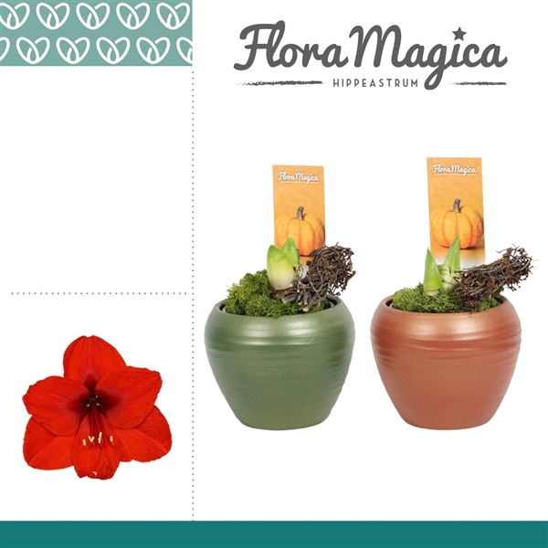 <h4>Amaryllis Rood 2 Knop in Melanie HERFST</h4>