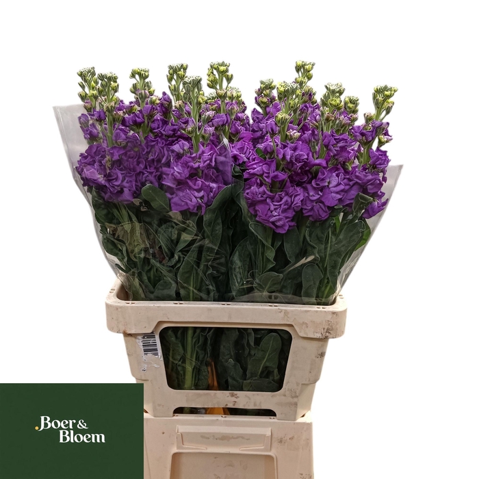 <h4>MATTH IRON BLUE</h4>