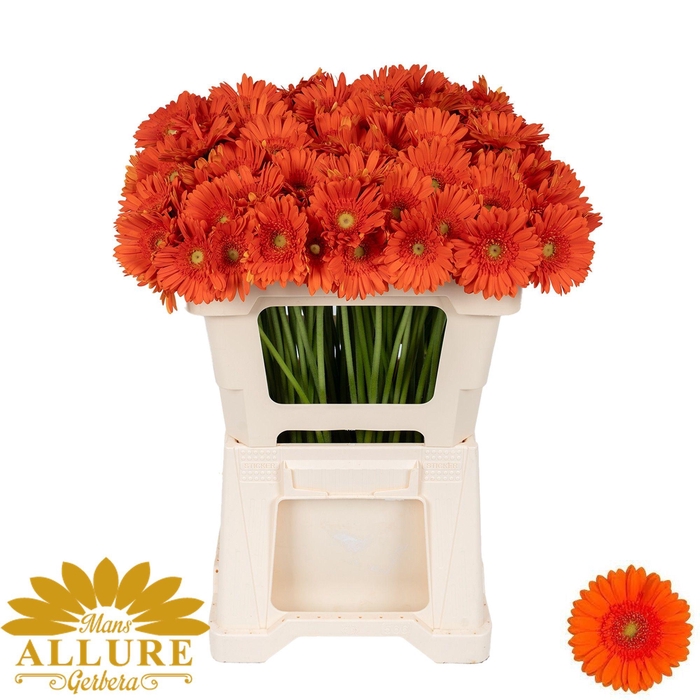 <h4>GE MI HENRY</h4>