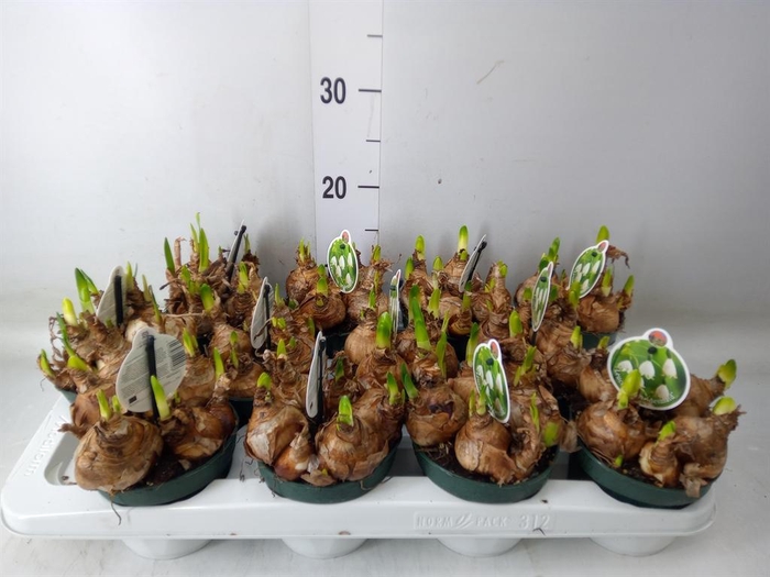 <h4>Leucojum aestivum</h4>